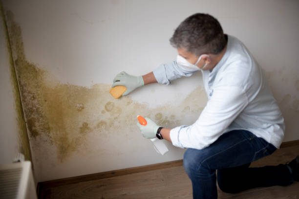 Best Environmental Consulting for Mold Prevention  in Tton, IL