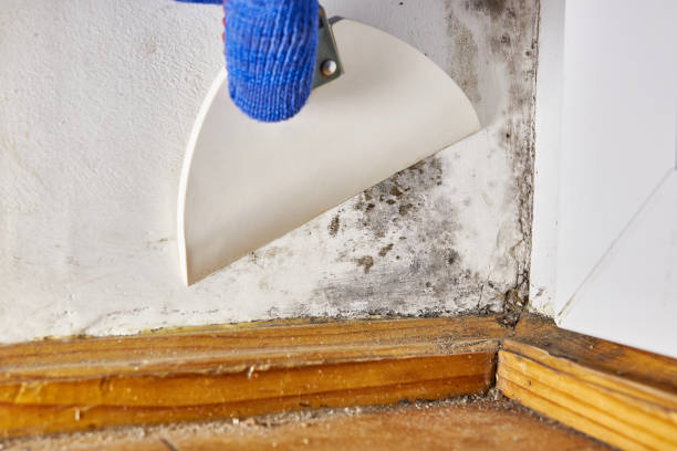 Best Post-Remediation Verification Testing  in Tton, IL
