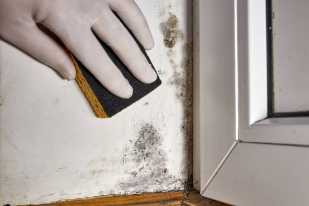 Best Crawl Space Mold Remediation  in Tton, IL
