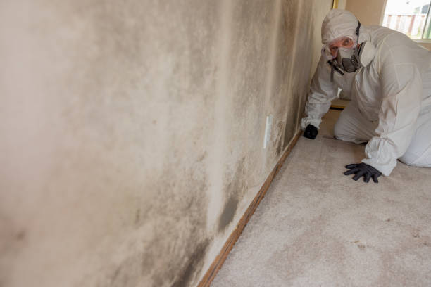 Best Attic Mold Removal  in Tton, IL